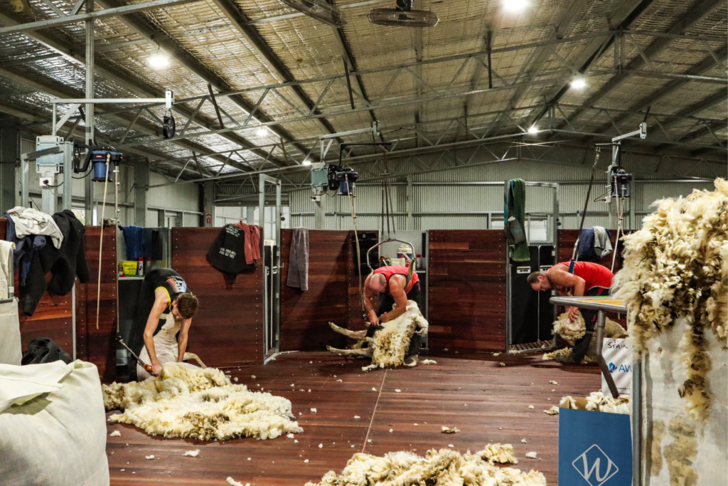 Shearing Shed Complex at Skipton - Gallery 6