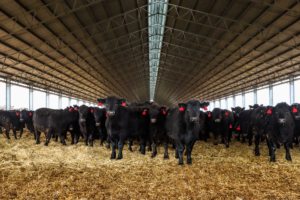 Feedlot Cover Sizes