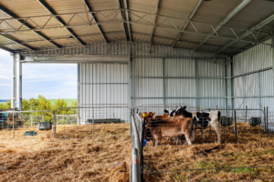 Calf shed bedding