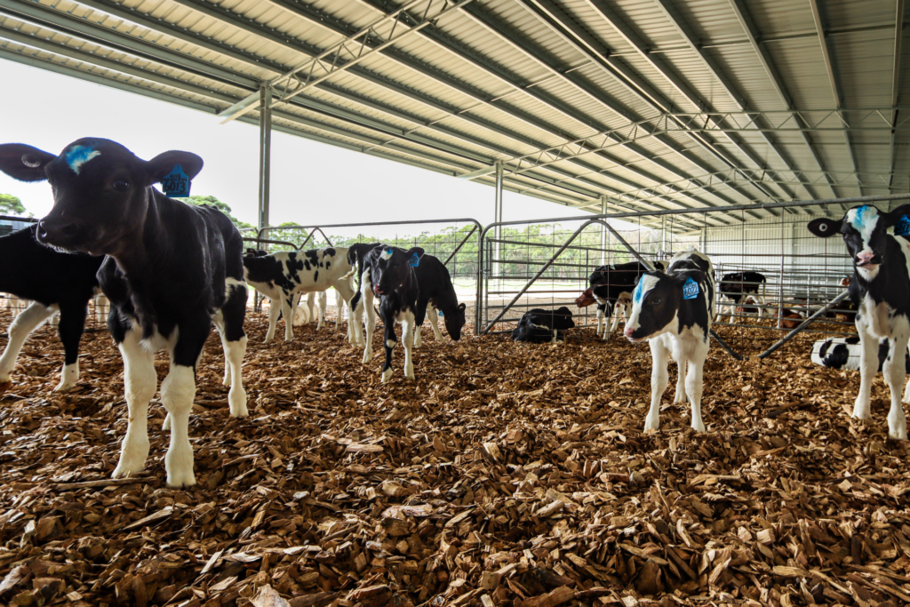 Calf shed bedding options