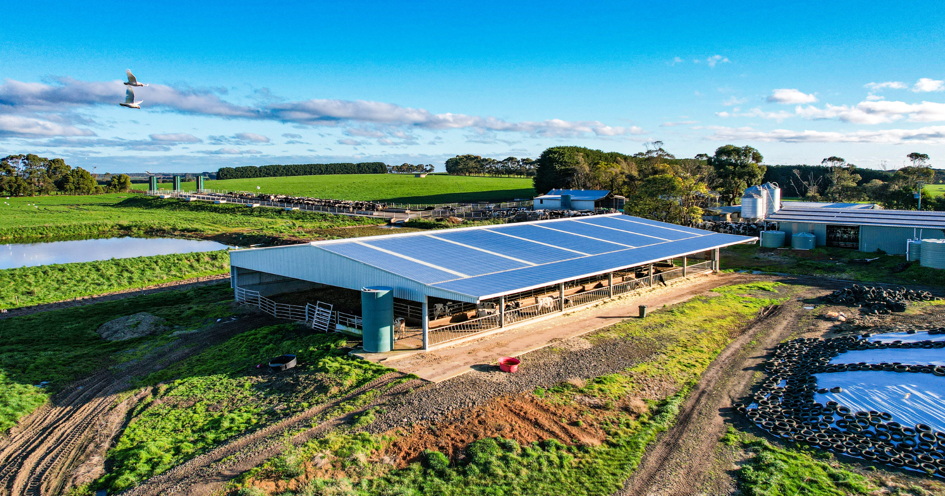 Calving shed with canopy