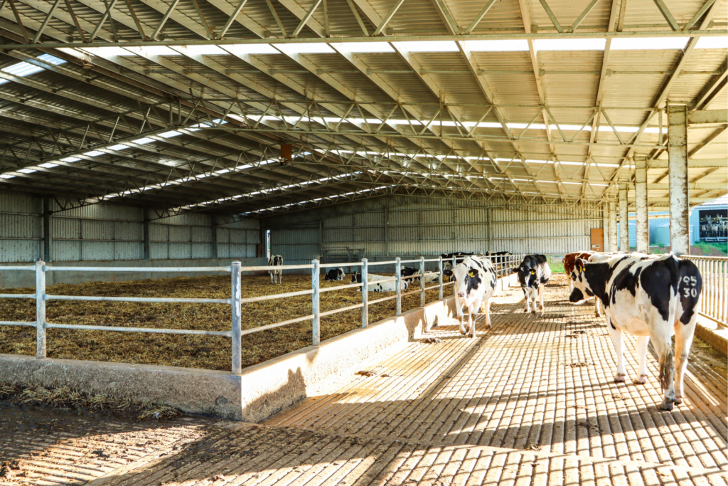 Gallery Calving shed - 2. Cost To build A calving shed, buildinga calving shed