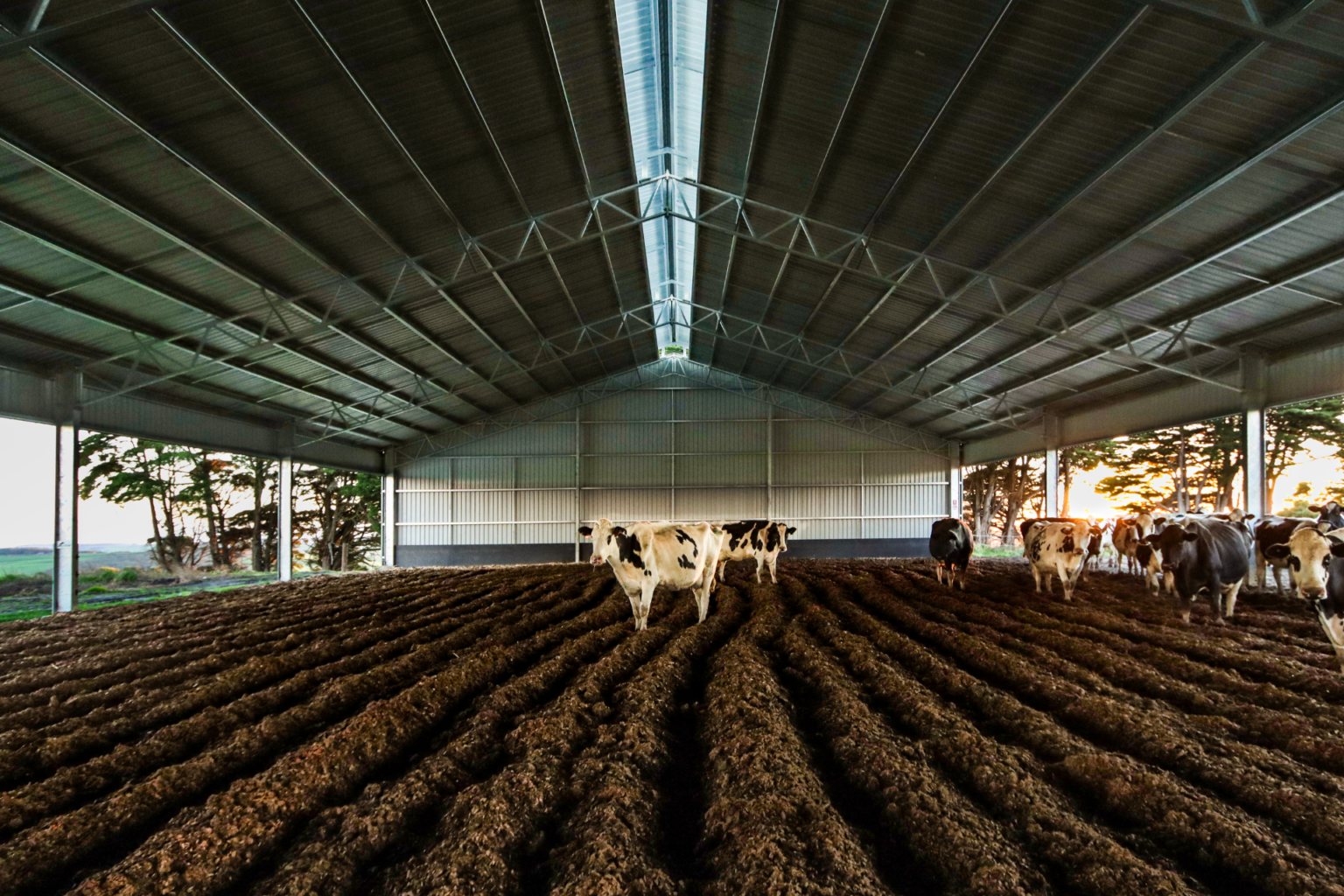 How Much Does It Cost To Build A Loafing Barn? - Action Steel