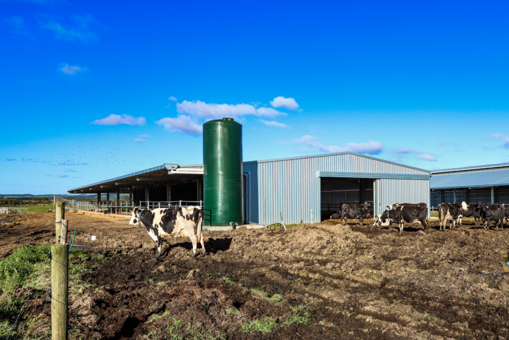 Calving Shed Projects - Terang