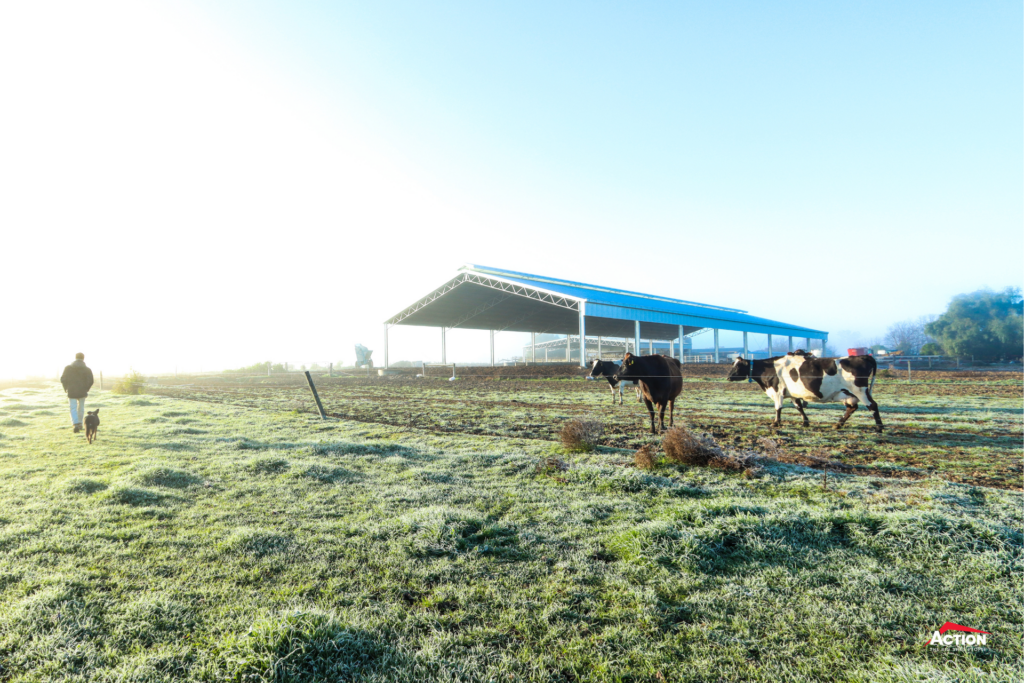 Dairy Barn Projects - Feed Pad Cover at Myall