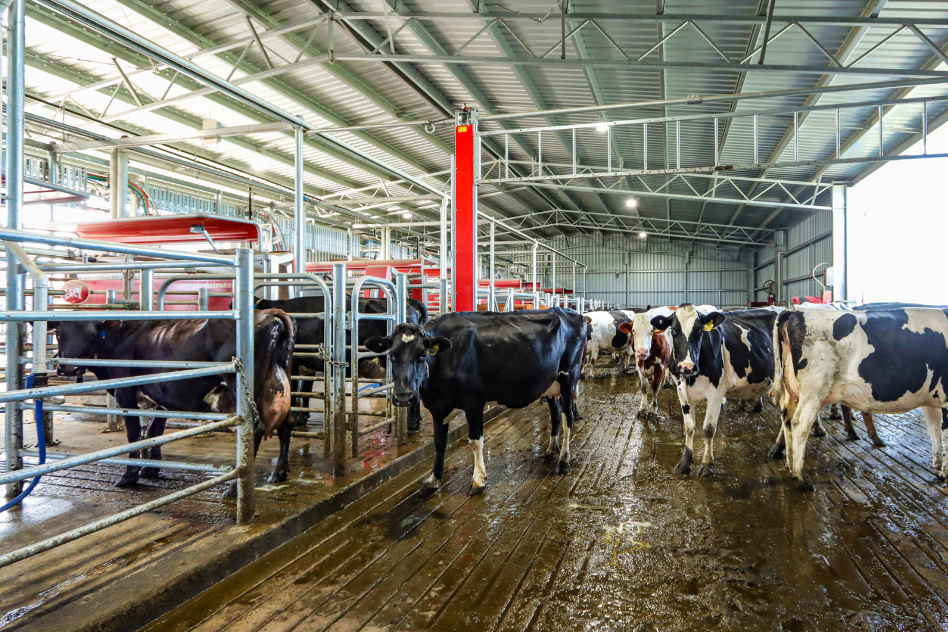 Read more about the article 30m x 15m x 4.5m robotic dairy shed
