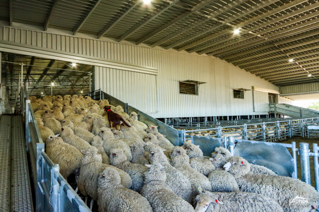 Jakabul Shearing Shed Gallery 4