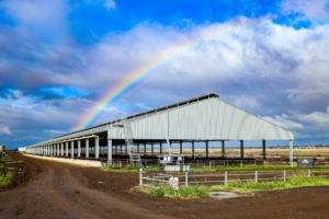 Feedlot Sheds