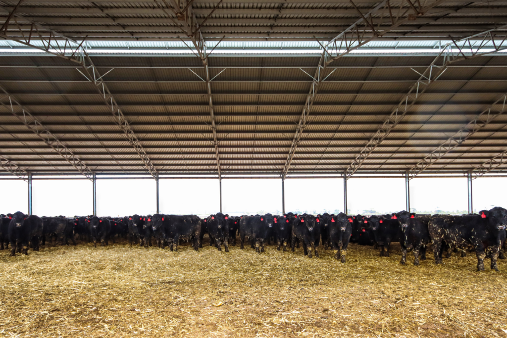 Feedlot Sheds - Jalna