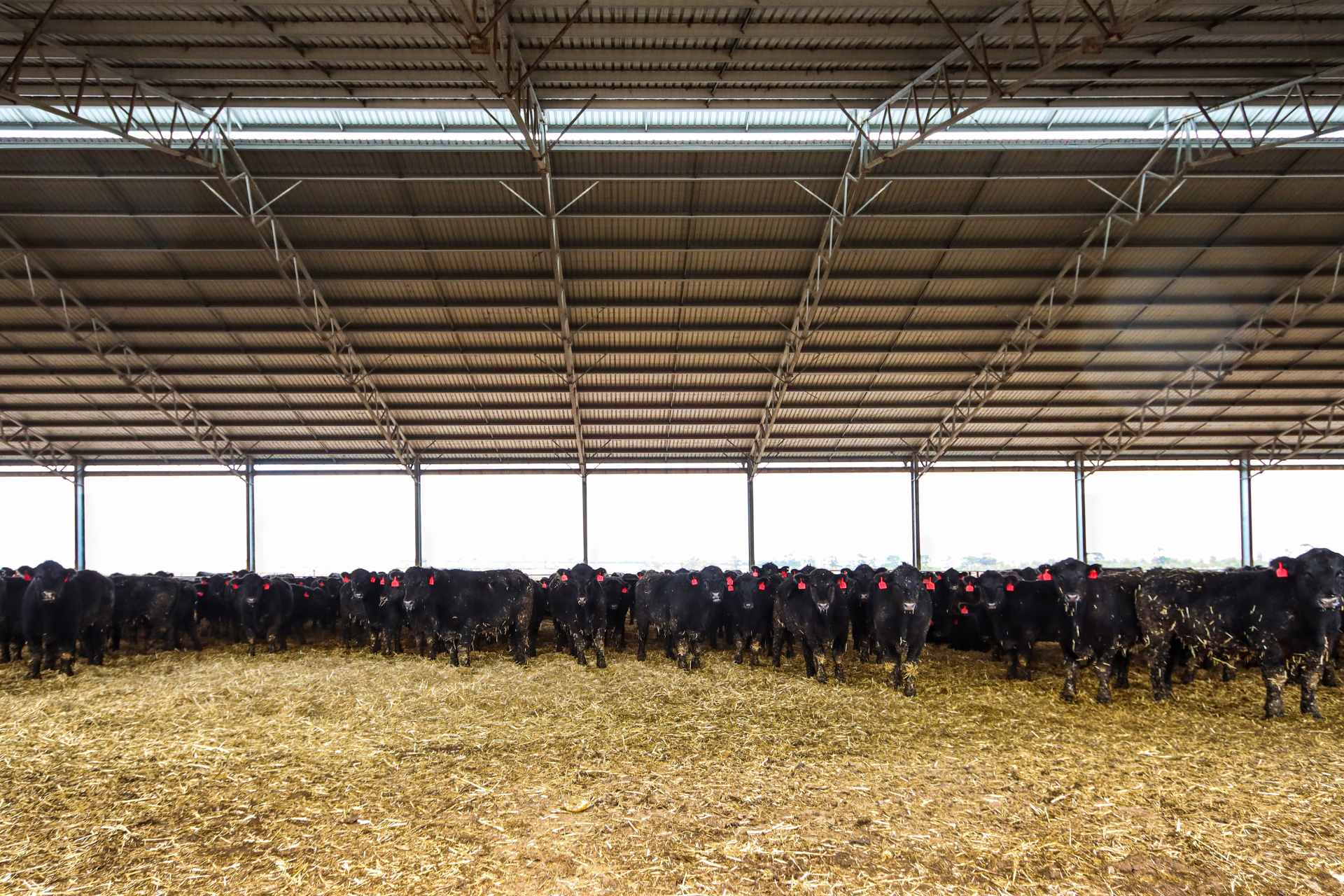 Benefits of Feedlot Sheds - Jalna