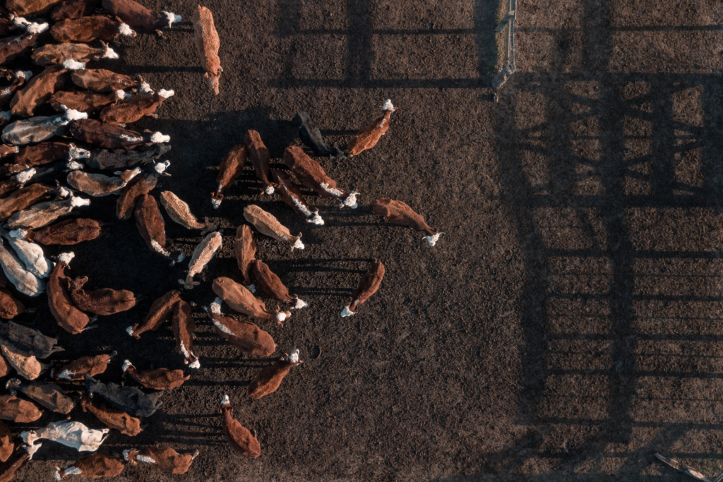 Feedlot Sheds - Partial Shade