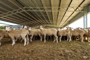 Cost to cover sheep yards