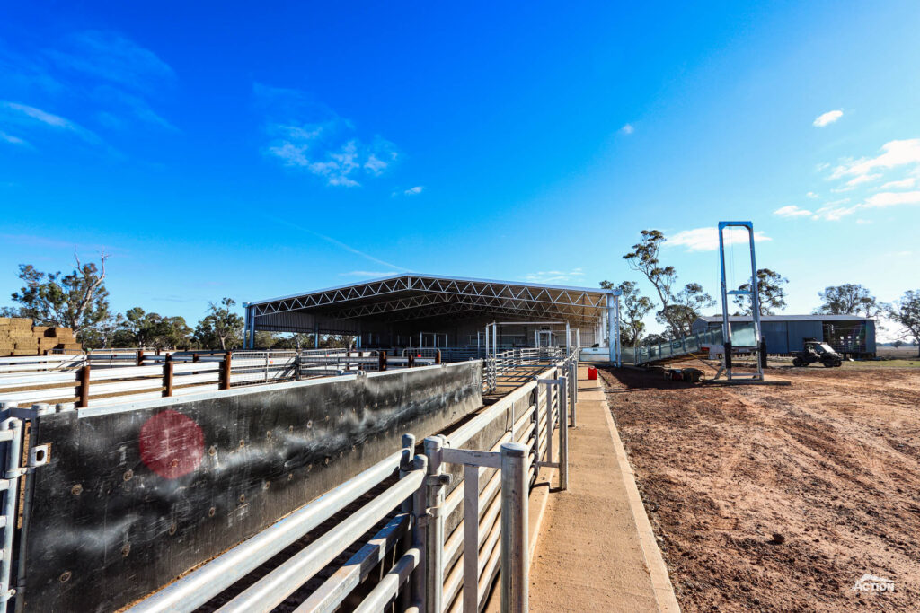 Covered sheep yards at Harrow