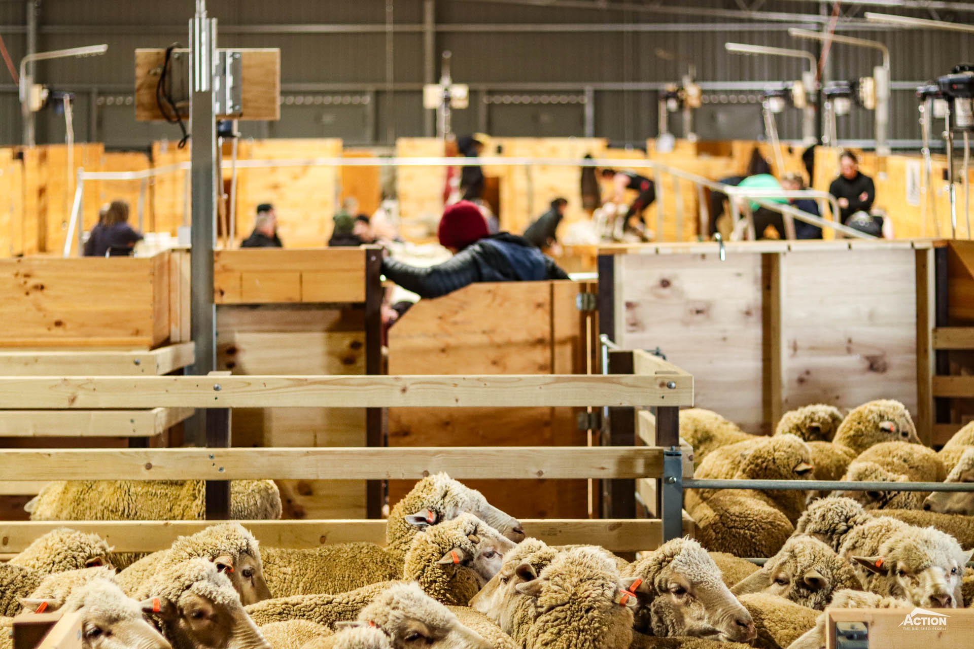 Gallery - Womens Shearing Event 3