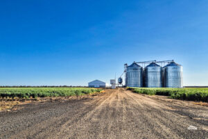 Grain Sheds Versus Grain Silos