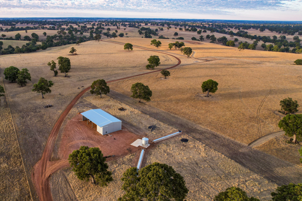 Lamb Feedlots