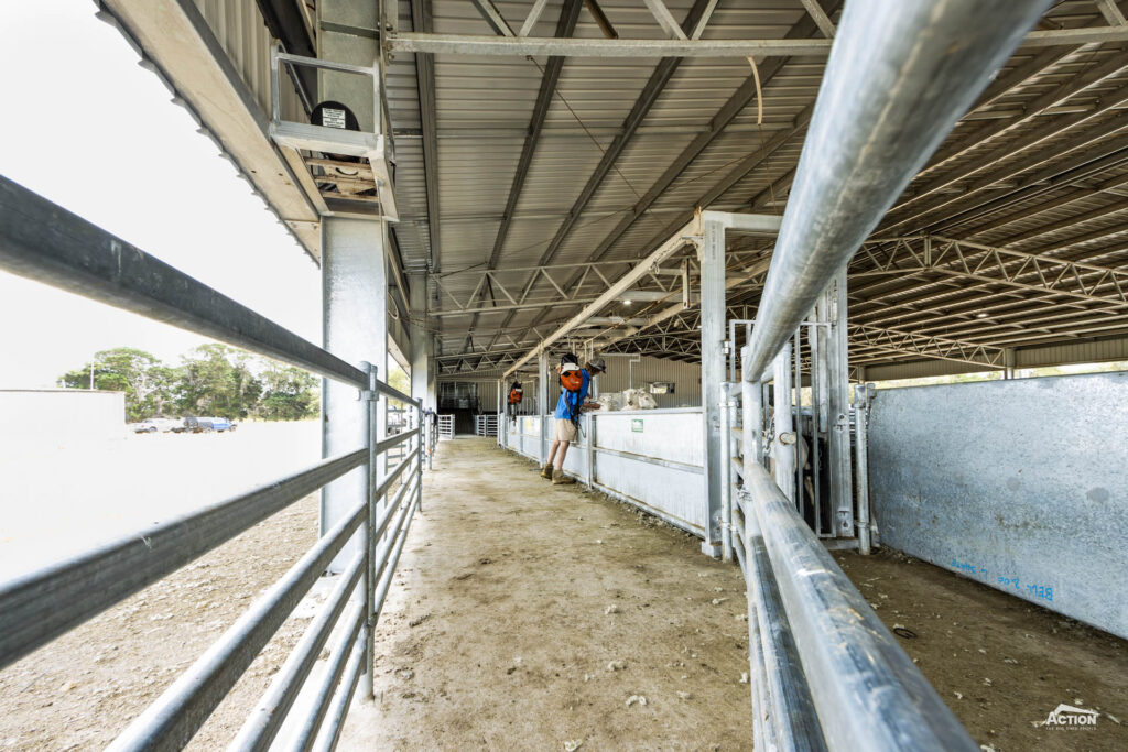 Shearing shed with covered yards proway handler