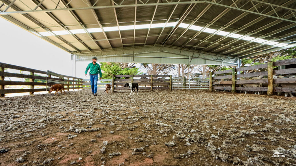 best action shed photo - matt kelly