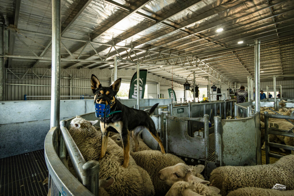 Lane delivery shearing shed by Proway - Kelpie