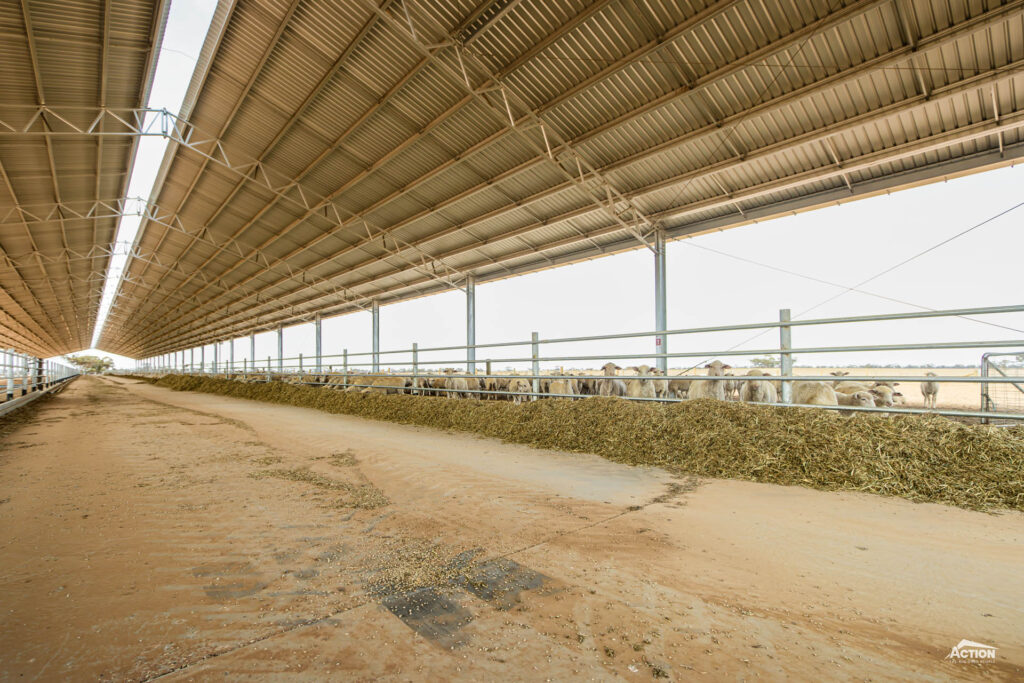 lamb feedlot shed - lamb feedlot cover sizes