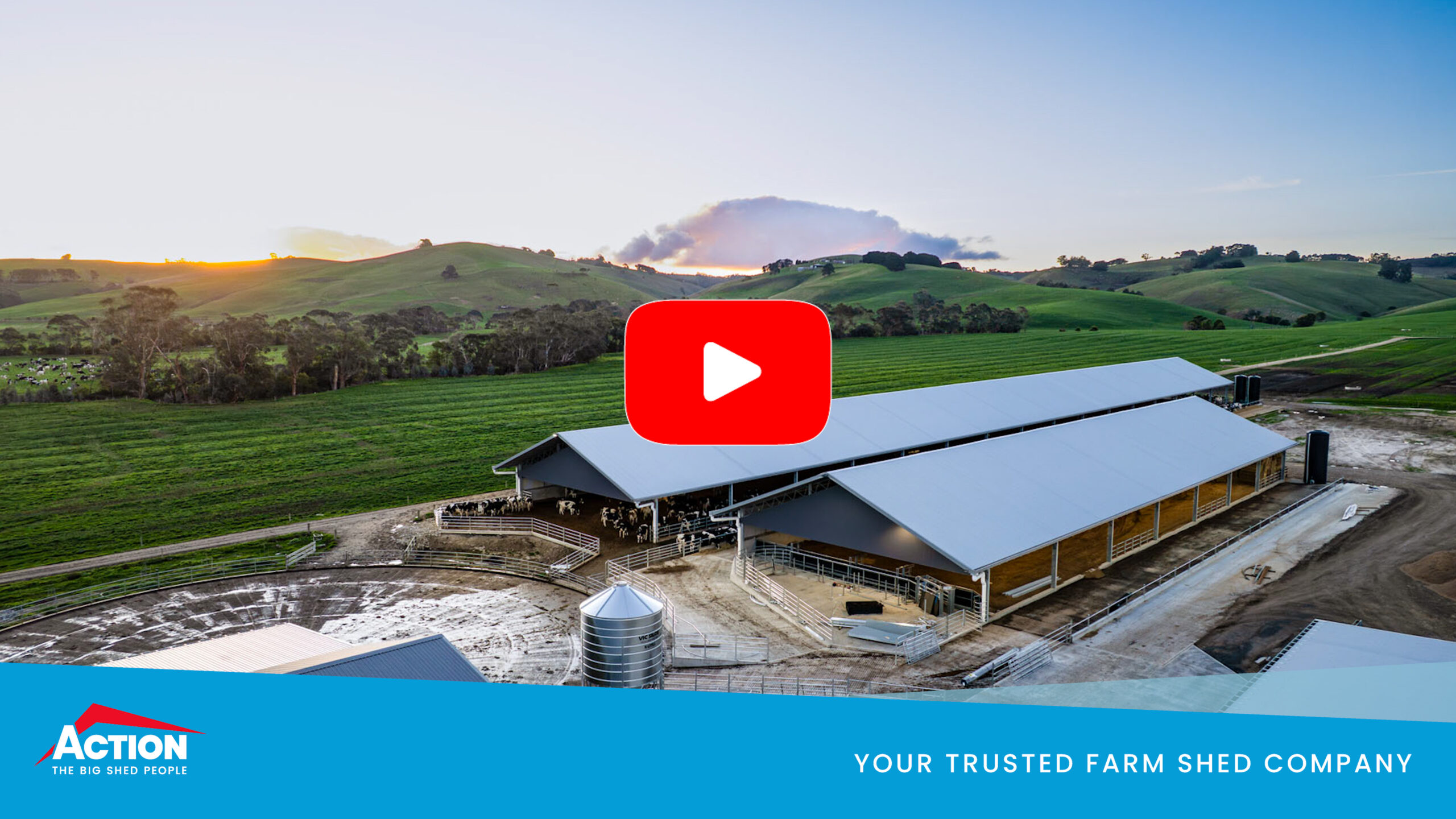 Loafing barns and calving barns at Gippsland