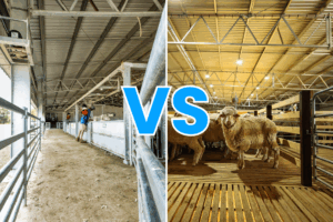 Undercover sheep yards or sheep on grating