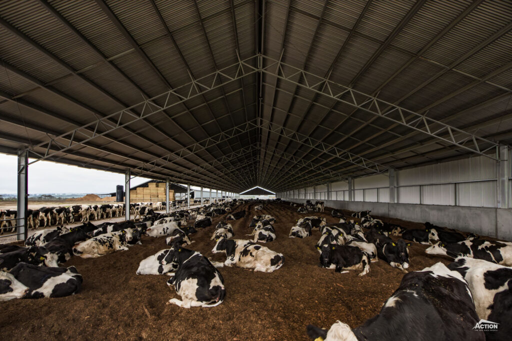 cows in loafing barn with gable infill and concrete panels