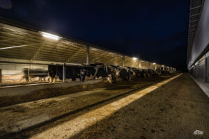Loafing barn project with lighting
