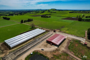 Action calving barns are better than igloo shelters for your dairy