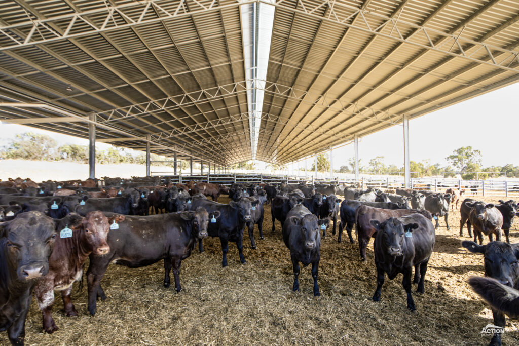 24m span beef feedlot with canopy and ridge vent