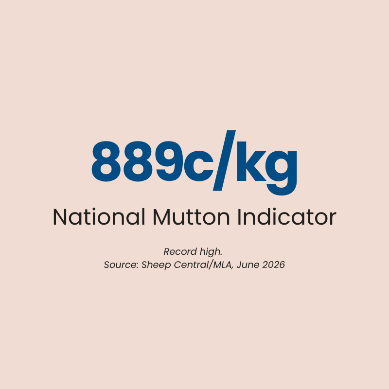 Australian sheep market 2026 mutton prices National Mutton Indicator