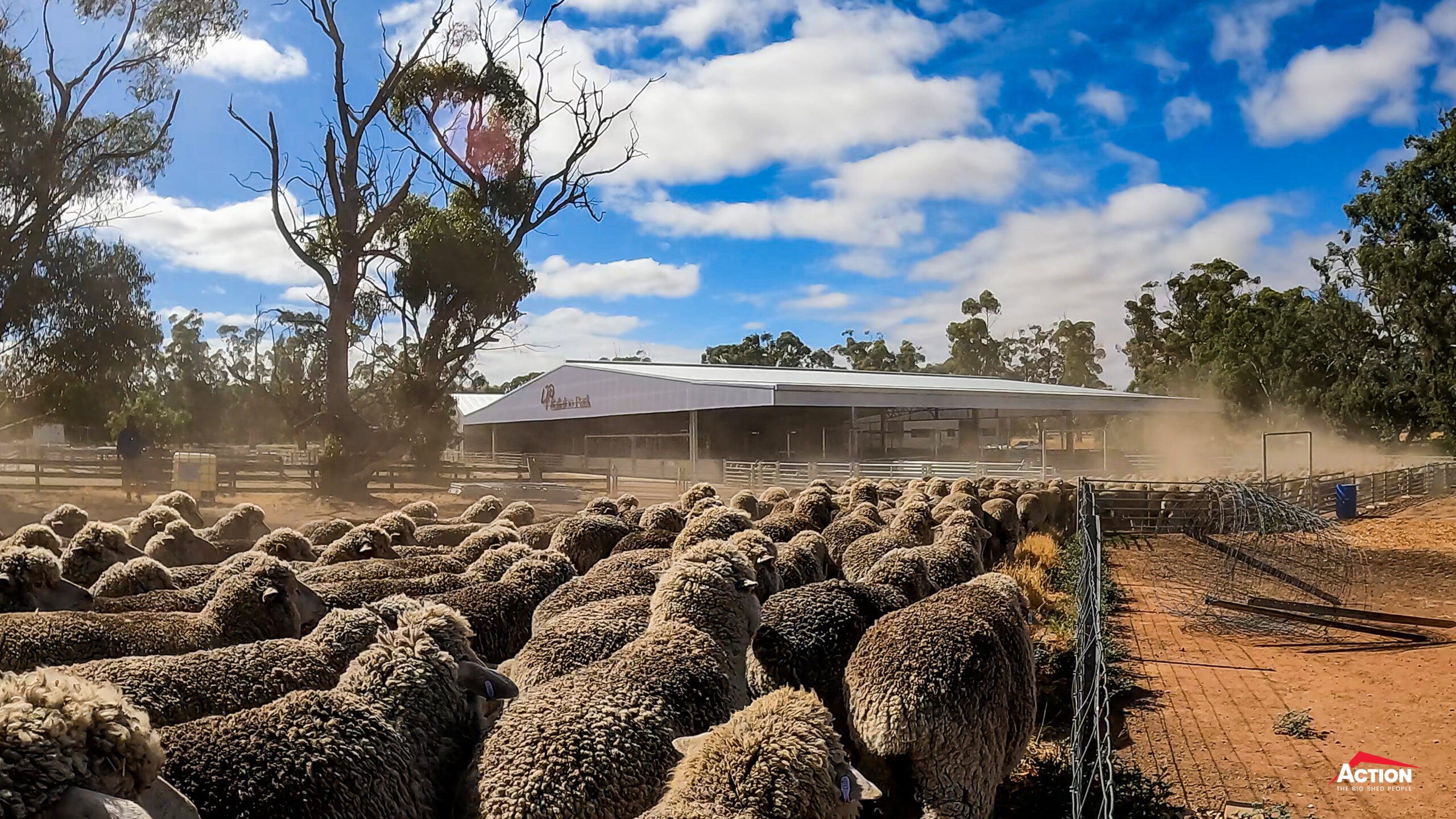 Australian Sheep Market 2026 - Sheep Moving Into Covered Yards