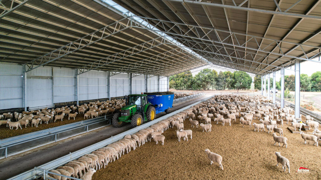 tractor feeding out in lamb feedlot