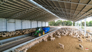 tractor feeding out in lamb feedlot