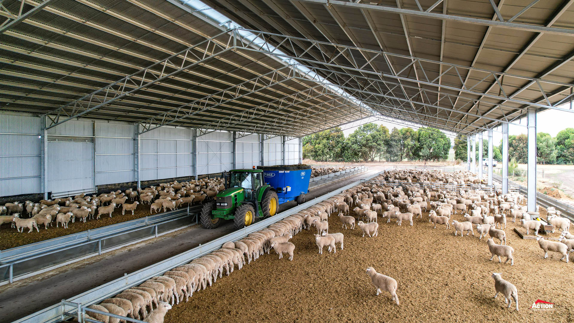 tractor feeding out in lamb feedlot