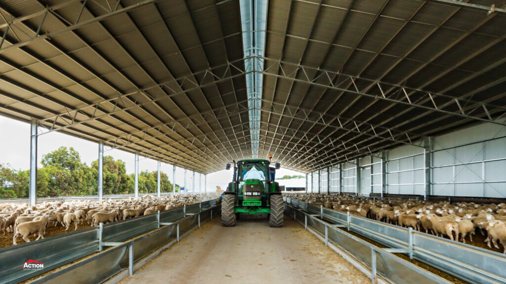 lamb feedlot south western Victoria - centre feedlane