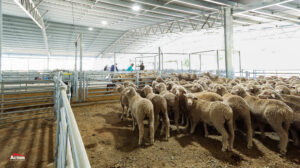 Australian Sheep Market - Sheep in covered yards