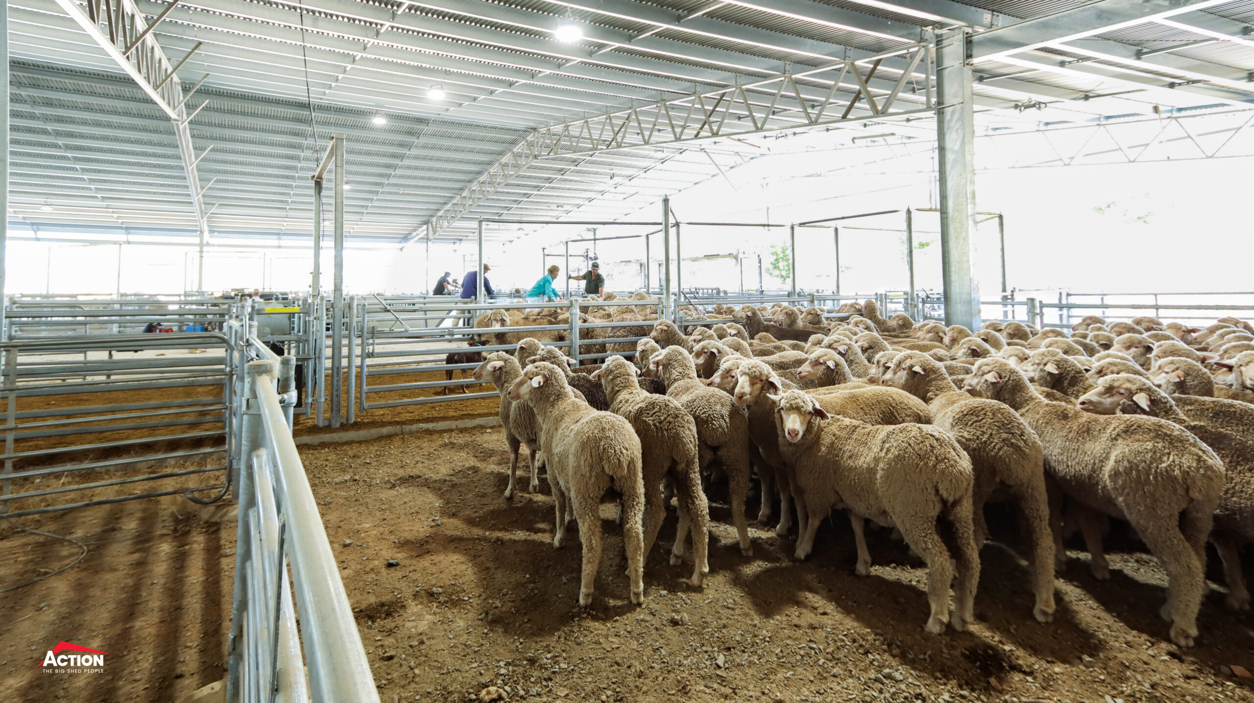 Australian Sheep Market - Sheep in covered yards