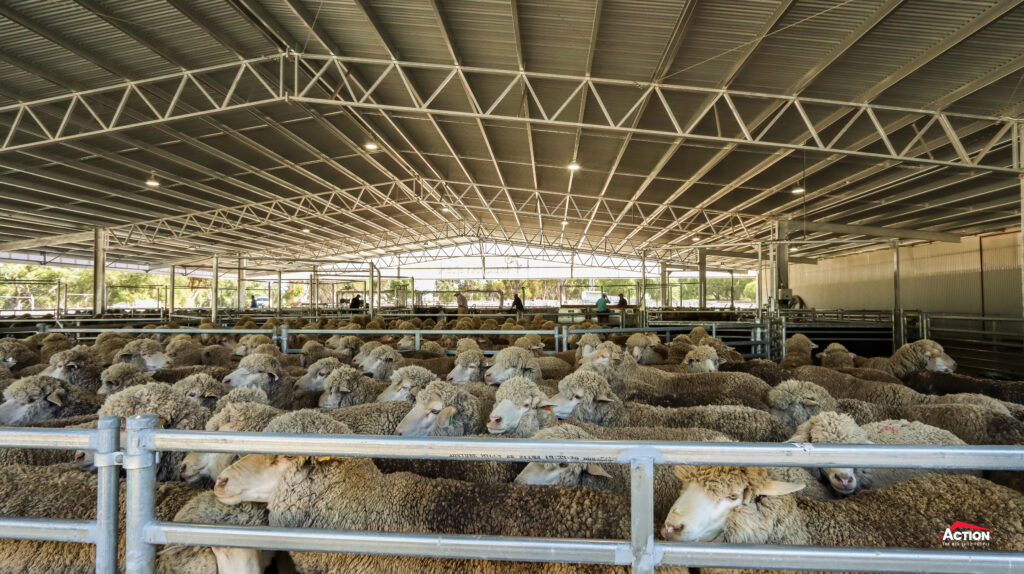 Merino Mutton Sheep in undercover sheep yards