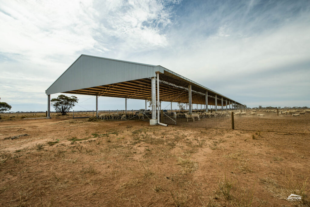 lamb feedlot with sheep eating