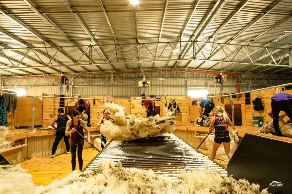 internal shearing shed with wool, shearers and rouse abouts