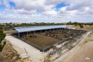 Beef Feedlot Drone Shot