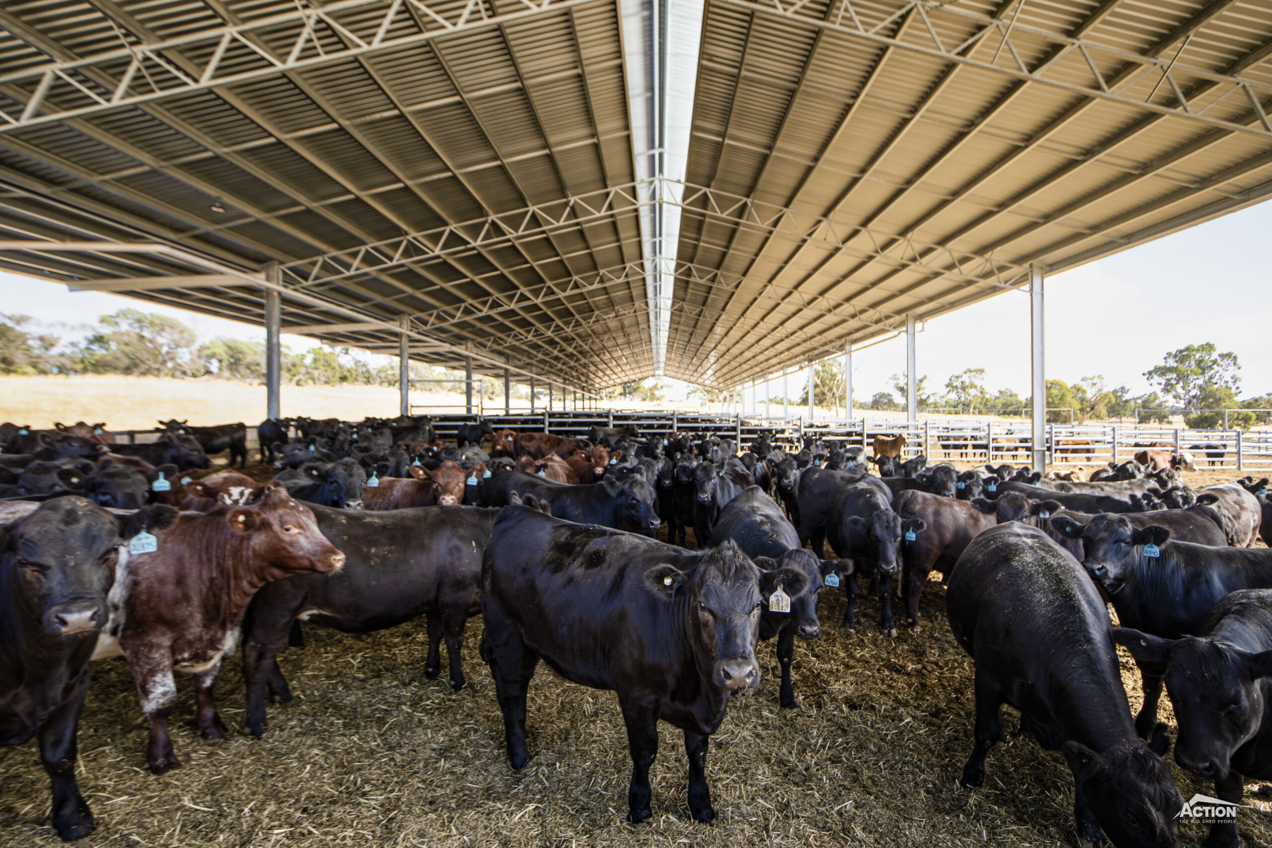 Beef Feedlot