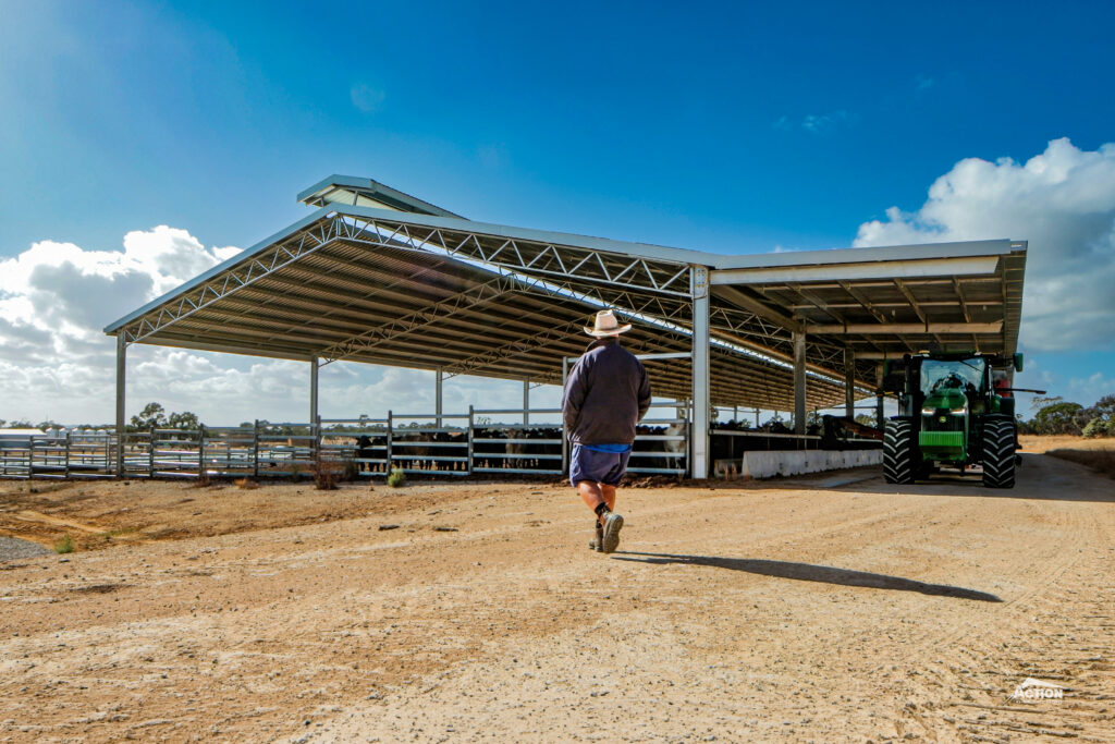 Australian cattle beef feedlot