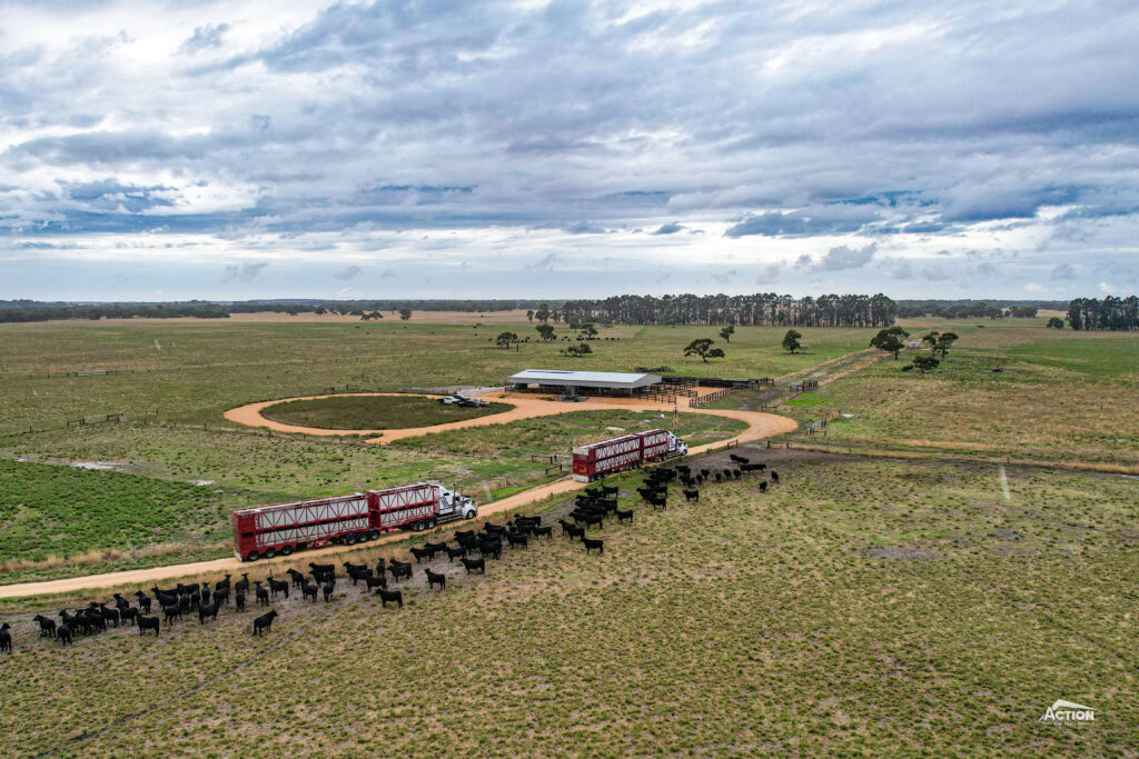 Drone image of Australian cattle and road train