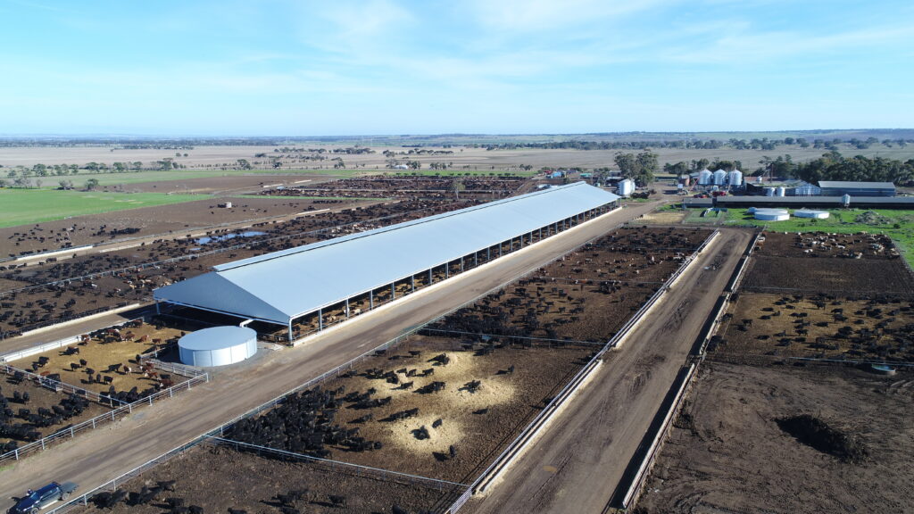 Australian cattle beef feedlot - market
