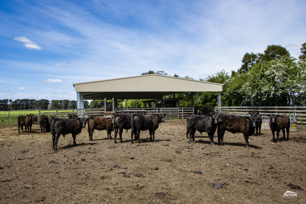 Australian cattle in yard