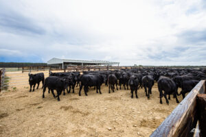 Australian Angus cattle in yards with yard cover in background