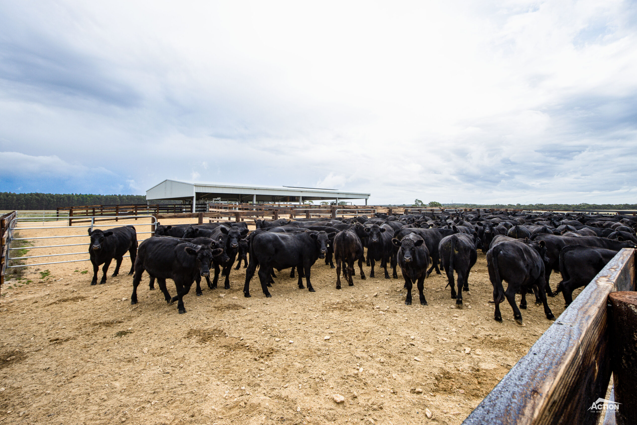 Australian Angus cattle in yards with yard cover in background