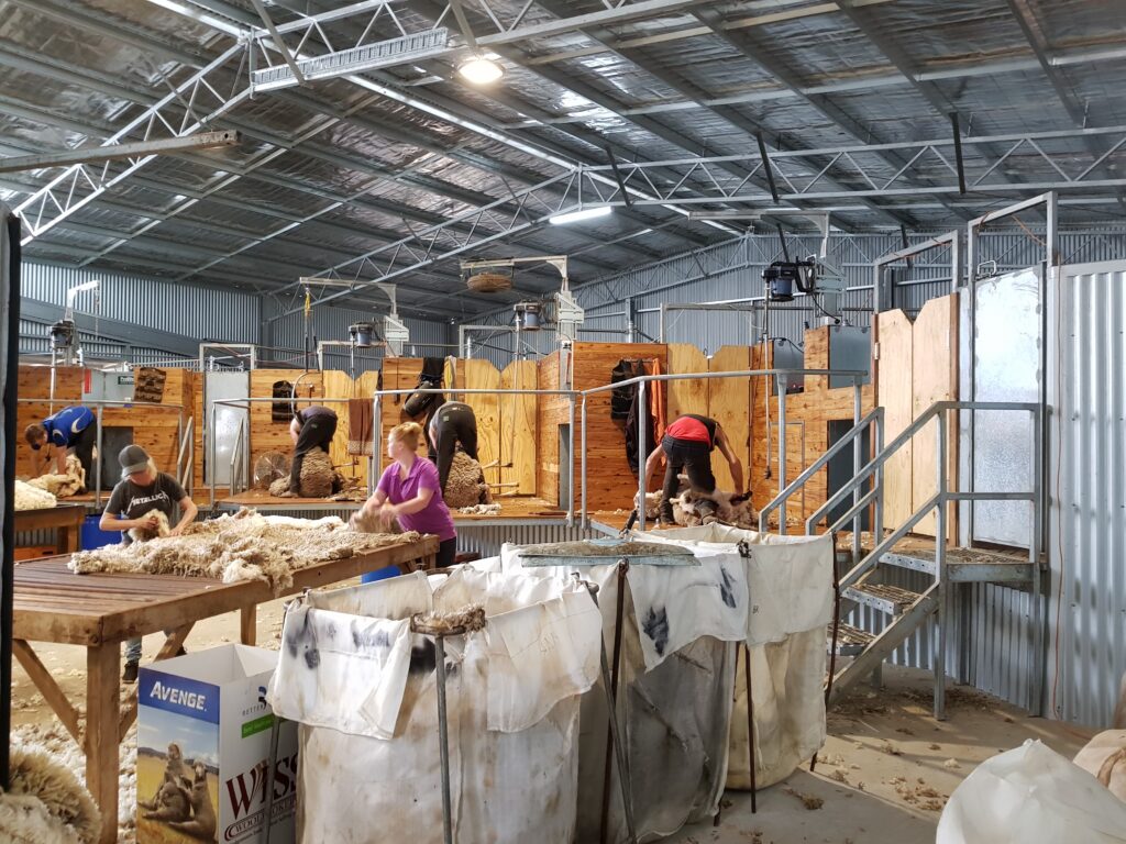 Shearing shed internal shot